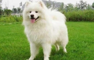 忠犬八公是什么狗？秋田犬在国内被禁养？