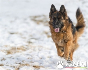 仓鼠的特点