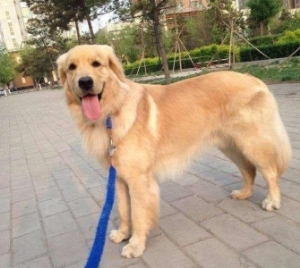 全世界最凶的狗的品种 全世界最丑的狗品种