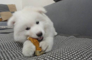 介绍一种有趣的动物介绍一种有趣的动物二年级狗