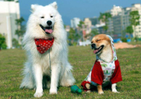 训练东德牧羊犬