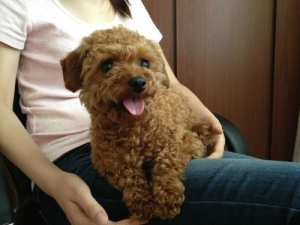东德牧羊犬在饲养过程中应该注意以下几点，很有可能会长胖
