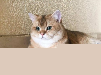 战斗力最强的猫科动物东北虎 单体战斗力最强比狮子厉害