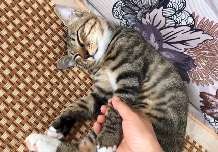 蛋白粉猫可以吃吗