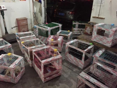 两岁金毛调皮怎么办？金毛二岁了还很调皮