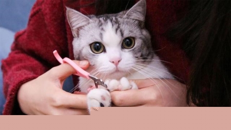猫咪吃什么食物补血 猫咪补血吃什么食物最好