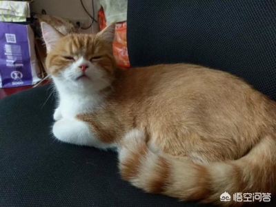 世界上最古老的长毛猫 土耳其安哥拉猫起源于16世纪