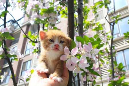 熊猫茶是什么