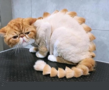 熊猫奶盖的茶是什么茶