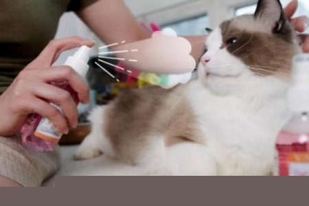 仓鼠样分公母仓鼠恨主人有啥表现