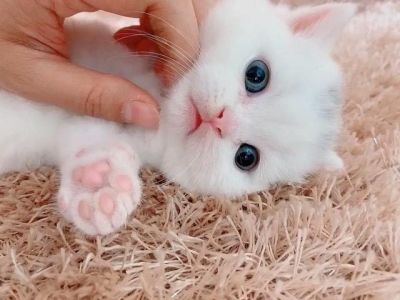 鱼缸里的鱼身上长白霜