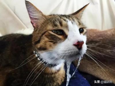 龙猫是一只老鼠吗 猫和老鼠龙繺