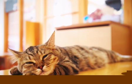 南非诞生双脸小猫 生命力顽强 主人轮流给两张嘴喂食成长良好