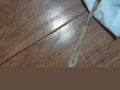 猫被打死前兆