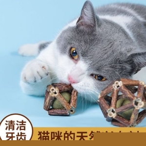 故宫有哪些御猫？发现北京不一样的美
