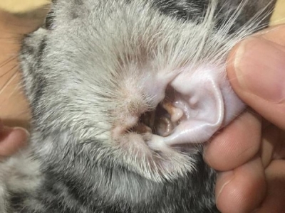 猫简介 世界上一共有多少种猫?