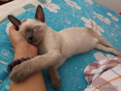 世界上最凶猛的猫科动物兔狲 貌似猫头鹰