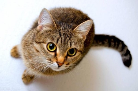 比熊猫血还要稀有的“黄金血”，全球仅43个人拥有者