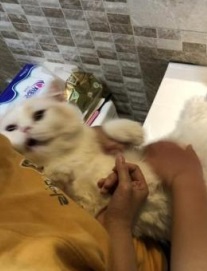 新领养猫很凶解决办法？