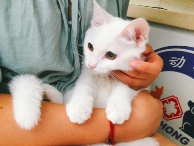 猫的智商相当于几岁小孩？猫的记忆力有多长时间？