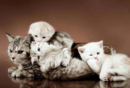 狗狗眼睛突然变红了解决办法？狗狗眼睛突然