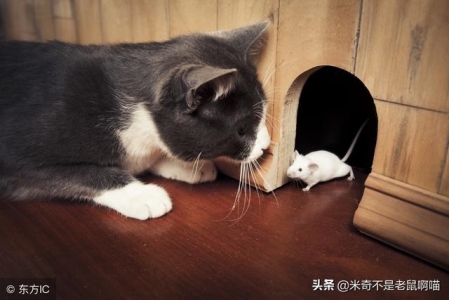 秋田犬如何养