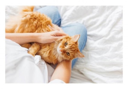 公猫老是对着母猫叫 公猫对着母猫叫回事