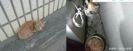 母仓鼠和公仓鼠哪个好养小仓鼠公的好还是母的好