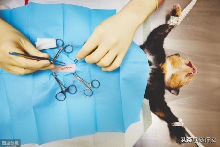 世界上最凶悍的猫 帕拉斯猫500万年未进化 列为近乎濒危物种