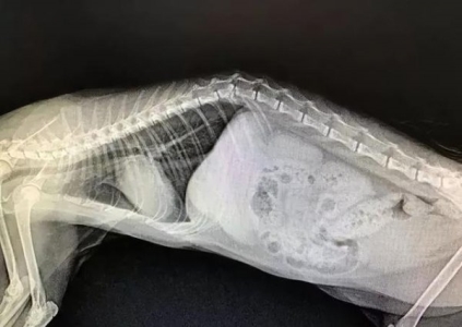 七条实用经验分享，让你更好地饲养金毛犬