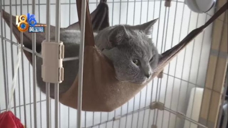 金毛狗养殖方法