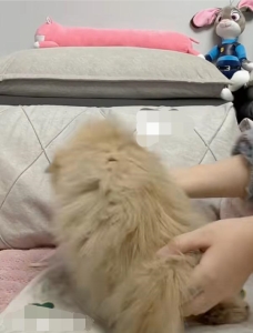 领岩鹨 叫声清脆悦耳 性格害羞见人就躲猫猫