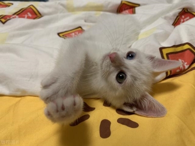 小太阳鹦鹉吃什么