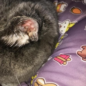 假孕狗狗回奶的最佳方法缓解难受