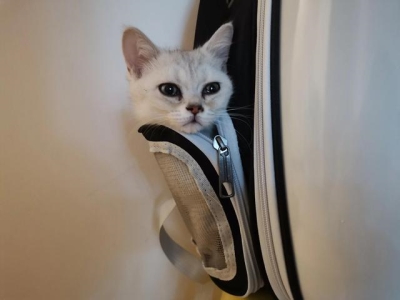 宠物猫名字可爱洋气男独特帅气的有哪些