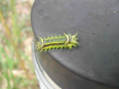奇趣生物磕头虫在遇到危害时会不停磕头