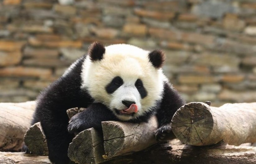 世界十大最受欢迎动物：考拉上榜，大熊猫位列第一