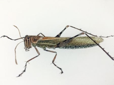 来自于世界上的一种奇趣生物，科学家不知其奥妙