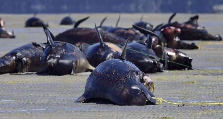 中国五大湖水？中国五大湖泊排行榜，看看你去过几个？