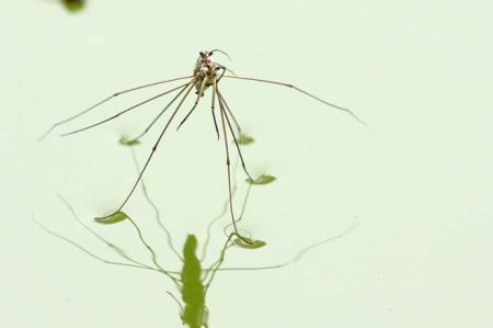 蓝鲸:世界上现存体型最大的动物 相当于非洲象的三十倍