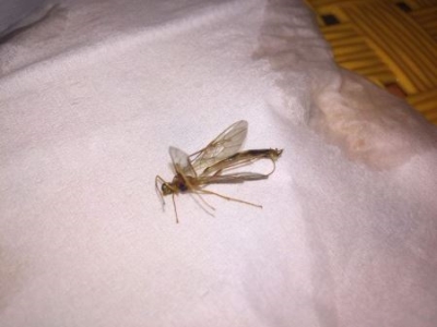 兔子喜欢吃什么食物？养兔子要喂水吗