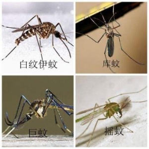 世界上最强悍的巨林猪：性格凶猛，杀伤力巨大