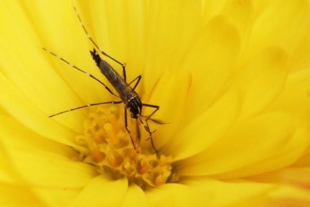 水葫芦养着养着就死了？