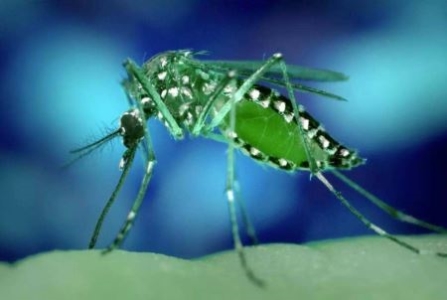世界上最大的青蛙？非洲巨蛙 体长1米