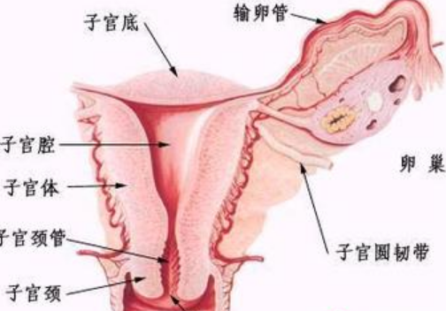 女人的阴道一般有多深真实说明？女性私处究竟是什么样子的？