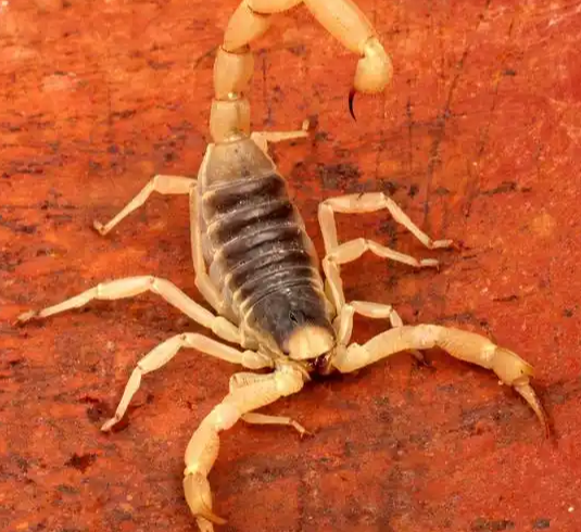 世界上最毒的蝎子，以色列金蝎易致人死亡,荒漠毒王