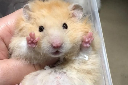 冬天养金丝熊攻略