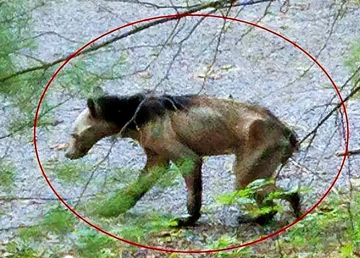 神农架秘影：驴头狼的未解之谜