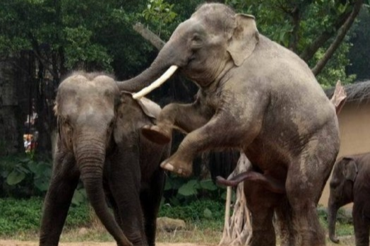 罕见大象性爱 令人瞠目的大象后入式交配