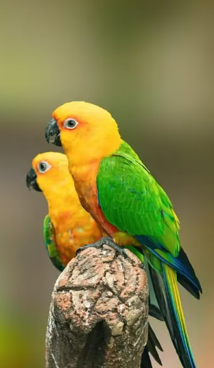 珍达锥尾鹦鹉简介 珍达锥尾鹦鹉的产地在哪里？